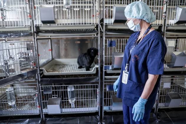 RUSSIA, NOVOSIBIRSK - NOVEMBER 19, 2025: A rabbit is seen at Meshalkin National Medical Research Centre where aortic surgeries are performed on animals as part of a project to test diamond-like coating for stents for the treatment of cardiovascular diseases. Kirill Kukhmar TASS  85785647