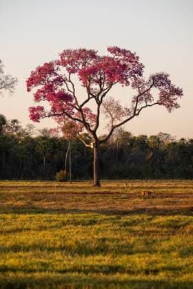 Beautiful view to pink trumpet tree in the Pantanal of Miranda Miranda, State of Mato Grosso do Sul, Brazil CR_GNUJ25111752-1897989-01