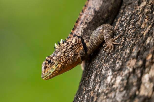 Beautiful view to chaco spiny lizard in the Pantanal of Miranda Miranda, State of Mato Grosso do Sul, Brazil CR_GNUJ251117A1-1897399-01