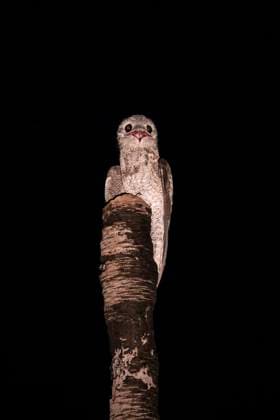 Beautiful view to great potoo on top of dead tree in the Pantanal Miranda, State of Mato Grosso do Sul, Brazil CR_GNUJ251117A1-1897479-01