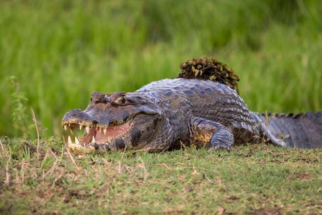 Beautiful view to paraguayan caiman in the Pantanal of Miranda Miranda, State of Mato Grosso do Sul, Brazil CR_GNUJ251117A1-1897487-01
