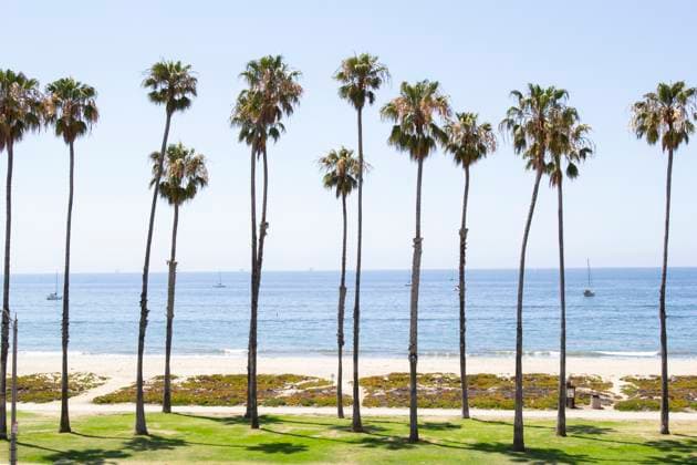 Tall palm trees lining sandy beach with calm ocean in background Santa Barbara, California, United States R_GNNO251118-1896204-01