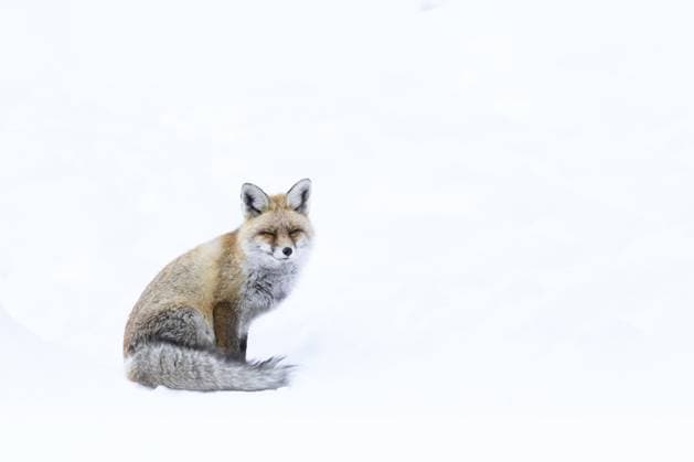 Ein einsamer Fuchs sitzt inmitten einer verschneiten Landschaft, sein Fell kontrastiert scharf mit dem weißen Hintergrund, Vulpes vulpes, Nationalpark Gran Paradiso, Italien A lone fox sits amidst a snowy landscape, its fur contrasting sharply with the white background, vulpes vulpes, Gran Paradiso National Park, Italy Copyright: imageBROKER xLoredanaxDexSole ibxlld15689601.jpg