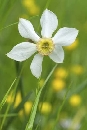 Narzisse mit weißen Blütenblättern und gelber Mitte sticht im grünen Gras hervor, Italien Narcissus with white petals and a yellow center stands out among green grass, Italy Copyright: imageBROKER xLoredanaxDexSole ibxlld15689858.jpg