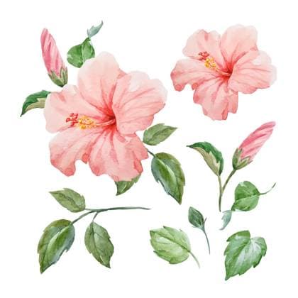 Tropical Watercolor Hibiscus A vibrant watercolor painting of a tropical hibiscus flower, perfect for spring or summer. Features delicate pink petals and lush green foliage. Ideal for botanical art, floral arrangements, or decorative projects. Copyright: xZeninax