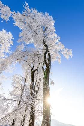 Wintermorgen im Taunus Die Morgensonne scheint auf die Winterlandschaft mit Schnee und Raureif am Großen Feldberg im Taunus., Schmitten Hessen Deutschland *** Winter morning in the Taunus The morning sun shines on the winter landscape with snow and hoarfrost on the Großer Feldberg in the Taunus , Schmitten Hessen Germany