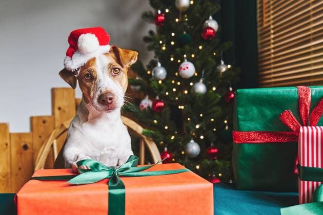 Jack Russell Terrier dog with Santa hat holding Christmas gift indoors property released, CATF00822