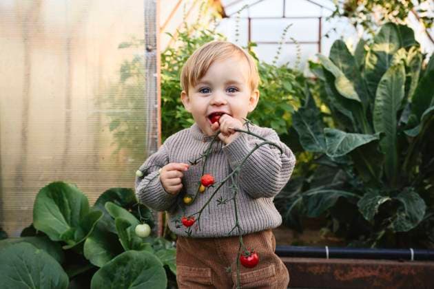 Boy eating tomato in garden during summer model released, Symbolfoto property released, EYAF03608