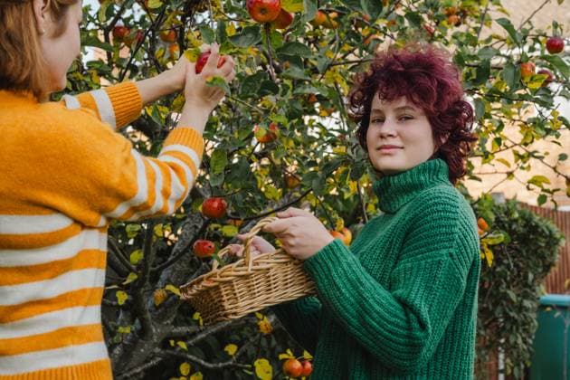 Woman and girl harvesting apples from a tree in the garden in autumn model released, Symbolfoto property released, IGEF00393