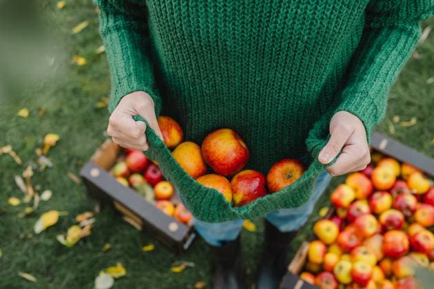 Girl harvesting apples in a garden with green sweater during autumn model released, Symbolfoto property released, IGEF00401