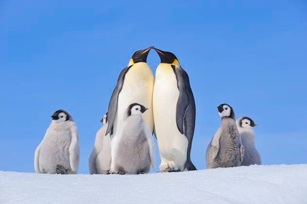 Emperor penguin family and chicks together in snowy Antarctica, RUEF04821