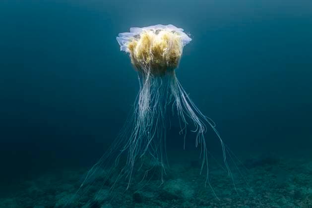The Majestic Drift of a Deep-Sea Jelly Norway, Troms, Jøkelfjord CR_JFZH251119-1889196-01