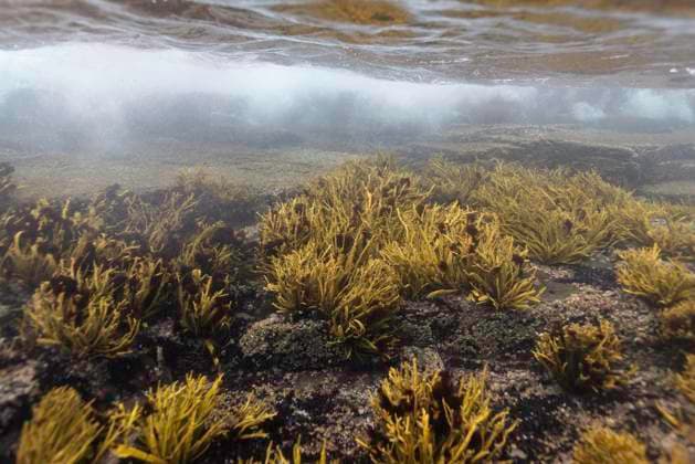 Underwater Forest Beneath Arctic Waves Skjervoy, Troms, Norway CR_JFZH251119-1889281-01