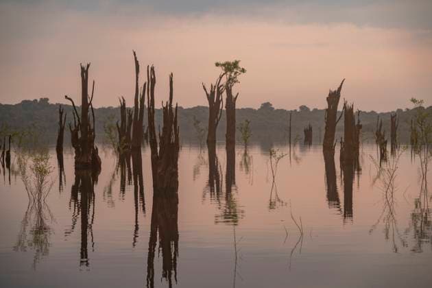Beautiful sunrise view to macacarecuia trees in Anavilhanas Novo Airão, Amazonas, Brazil CR_GNUJ251121A-1897303-01