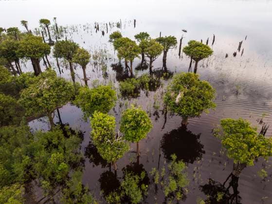 Beautiful aerial view to green amazon rainforest island in Rio Negro Novo Airão, Amazonas, Brazil R_GNUJ251121A-1897291-01