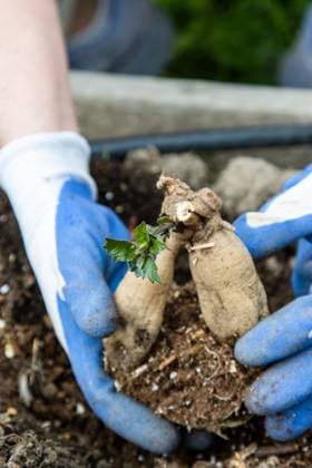 Gloved hands hold tuber with new shoot over planting bed Kelowna, British Columbia, Canada R_PESF251121-1896020-01