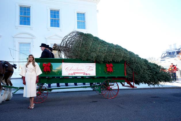 Melania Trump welcomes Christmas Tree - Washington US First lady Melania Trump welcomes the Official Christmas Tree at the White House in Washington on November 24, 2025. Photo by Yuri Gripas ABACAPRESS.COM Washington DC United States  Copyright: xGripasxYuri ABACAx