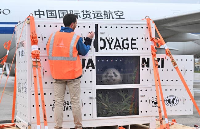 The pandas, named Huan Huan and Yuan Zi return to China ROISSY, FRANCE - NOVEMBER 25: After spending 13 years at Beauval Zoo in Loir-et-Cher, Centre-Val de Loire, in central France, the female panda Huan Huan and the male panda Yuan Zi are being sent back to China on a cargo plane from Roissy–Charles de Gaulle Airport near Paris, France on November 25, 2025. Mustafa Yalçin Anadolu Roissy France. Editorial use only. Please get in touch for any other usage.  Copyright: x2025xAnadoluxMustafaxYalcÄ±nx