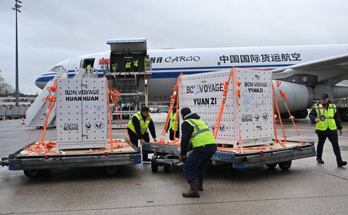 The pandas, named Huan Huan and Yuan Zi return to China ROISSY, FRANCE - NOVEMBER 25: After spending 13 years at Beauval Zoo in Loir-et-Cher, Centre-Val de Loire, in central France, the female panda Huan Huan and the male panda Yuan Zi are being sent back to China on a cargo plane from Roissy–Charles de Gaulle Airport near Paris, France on November 25, 2025. Mustafa Yalçin Anadolu Roissy France. Editorial use only. Please get in touch for any other usage.  Copyright: x2025xAnadoluxMustafaxYalcÄ±nx