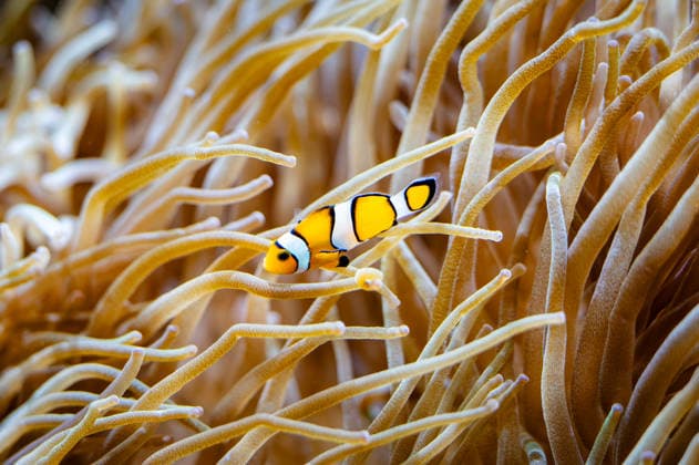 Clownfische im Aquarium Monaco, 20.10.2025: Blick auf einen Clownfisch (Amphiprion ocellaris) im Aquarium des MusÃ e ocÃ anographique de Monaco. Das Tier bewegt sich zwischen den Tentakeln einer Seeanemone. *** Clownfish at Aquarium Monaco, 20 10 2025 View at a Clownfish Amphiprion ocellaris at Aquarium of MusÃ e OcÃ anographique de Monaco the Animal moved itself between the Tentacles a Seeanemone