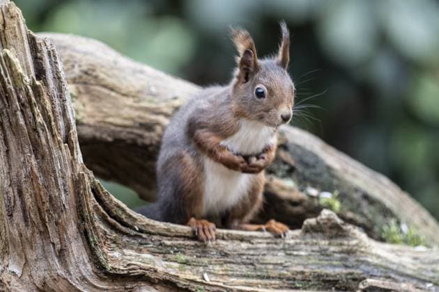Eichhörnchen (Sciurus vulgaris), Emsland, Niedersachsen, Deutschland Squirrel (Sciurus vulgaris), Emsland, Lower Saxony, Germany Copyright: imageBROKER ErhardxNerger ibxenh15715330.jpg