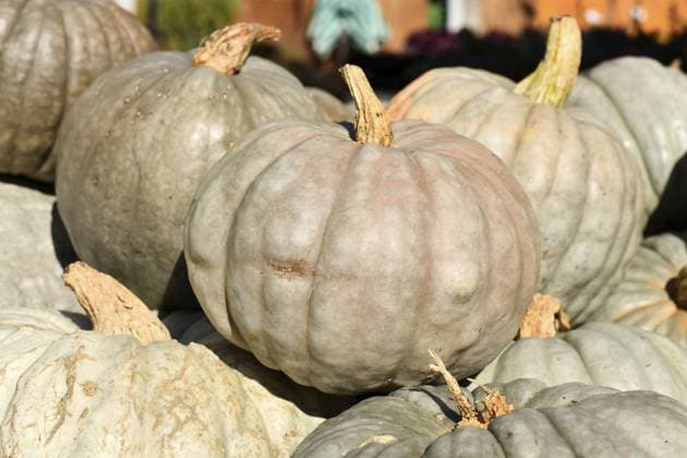 Blaue Kürbisse aus Queensland auf dem Herbstmarkt Queensland Blue pumpkins at autumn market Copyright: imageBROKER Firn ibxmob15685412.jpg