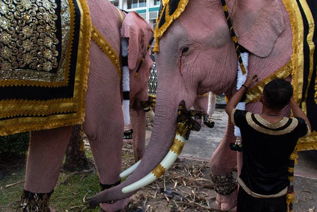 The mahouts and elephants pay respects to the Queen Mother Sirikit in Bangkok, Thailand - 27 Nov 2025 A mahout prepares a dressing for an elephant before marching to pay respect to the Queen Mother Sirikit outside the Royal Grand Palace in Bangkok. Mahouts and the elephants from Ayutthaya Elephant Palace travel from Ayutthaya to Bangkok to pay respect for the Queen Mother Sirikit at the Royal Grand Palace in Bangkok. The Queen Mother Sirikit died at the age of 93 on 24 October 2025 at the Chulalongkorn Hospital. Bangkok Thailand Copyright: xPeeraponxBoonyakiatx xSOPAxImagesx Elephant-5