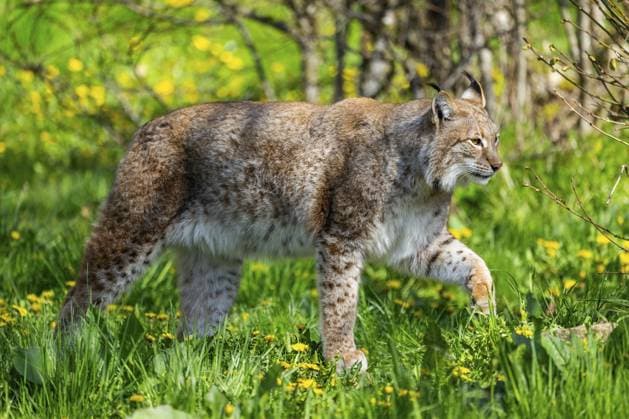 Eurasischer Luchs (Lynx lynx), auf einer Wiese spazieren, Bayern, Deutschland Eurasian lynx (Lynx lynx), walking on a meadow, Bavaria, Germany Copyright: imageBROKER Davidx&xMichaxSheldo ibxshe15698346.jpg