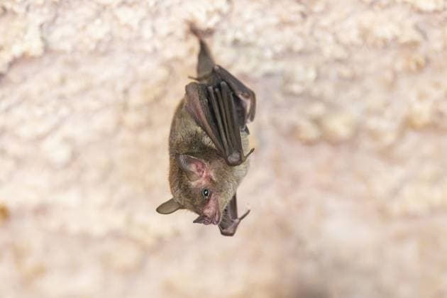 Kleine Mausohrmyotis (Myotis blythii) Fledermaus hängt an einer Wand, Bayern, Deutschland Lesser mouse-eared myotis (Myotis blythii) bat hanging on a wall, Bavaria, Germany Copyright: imageBROKER Davidx&xMichaxSheldo ibxshe15698836.jpg