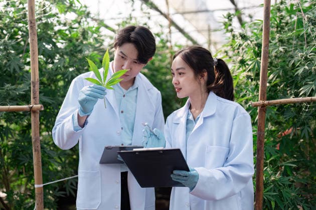 Erforschung des Cannabisanbaus, der Pflanzengesundheit und der landwirtschaftlichen Praktiken in einem Gewächshaus. Two scientists examine a cannabis leaf in a greenhouse, focusing on plant health, cultivation methods, and agricultural research for sustainable practices. (License=RF) ,model released, Symbolfoto Copyright: xZoonar.com WORAWEExMEEPIANx 23905440 ,model released, Symbolfoto ,property released