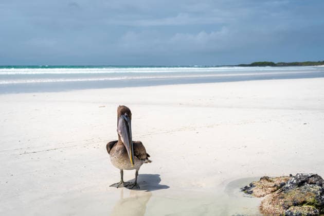 Brauner Pelikan rastet auf Felsen in der Tortuga-Bucht, Galapagos-Inseln, Ecuador A brown pelican calmly rests on rocks along the pristine Tortuga Bay beach, showcasing the unique wildlife of the Galapagos Islands, Ecuador (License=RF) Copyright: xZoonar.com LaurentxDavoustx 24304925