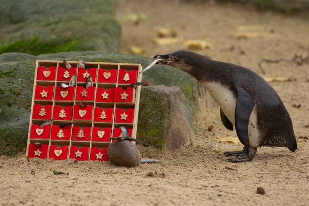 Penguins inspect an advent calendar at London Zoo™s Penguin Beach CURIOUS Humboldt penguins (Spheniscus humboldti) inspect a special advent calendar garnished with fishy treats at London Zoo s Penguin Beach, marking the official countdown to Christmas at the conservation zoo. London Zoo s Magic of Christmas events are running until Sunday 4 January, with activities including a hidden elves trail, Christmas-inspired animal talks and elf-led storytelling sessions, all included with zoo-entry. Book online now at www.londonzoo.org christmas. Picture date: Monday December 1, 2025., Credit:Johnny Green Avalon  Copyright: xJohnnyxGreenx xAvalonx 1055851701
