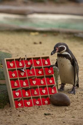 Penguins inspect an advent calendar at London Zoo™s Penguin Beach CURIOUS Humboldt penguins (Spheniscus humboldti) inspect a special advent calendar garnished with fishy treats at London Zoo s Penguin Beach, marking the official countdown to Christmas at the conservation zoo. London Zoo s Magic of Christmas events are running until Sunday 4 January, with activities including a hidden elves trail, Christmas-inspired animal talks and elf-led storytelling sessions, all included with zoo-entry. Book online now at www.londonzoo.org christmas. Picture date: Monday December 1, 2025., Credit:Johnny Green Avalon  Copyright: xJohnnyxGreenx xAvalonx 1055851713