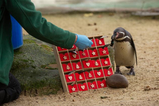 Penguins inspect an advent calendar at London Zoo™s Penguin Beach CURIOUS Humboldt penguins (Spheniscus humboldti) inspect a special advent calendar garnished with fishy treats at London Zoo s Penguin Beach, marking the official countdown to Christmas at the conservation zoo. London Zoo s Magic of Christmas events are running until Sunday 4 January, with activities including a hidden elves trail, Christmas-inspired animal talks and elf-led storytelling sessions, all included with zoo-entry. Book online now at www.londonzoo.org christmas. Picture date: Monday December 1, 2025., Credit:Johnny Green Avalon  Copyright: xJohnnyxGreenx xAvalonx 1055851729