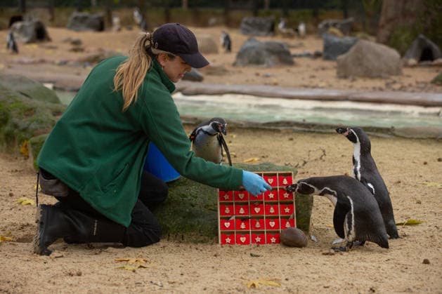 Penguins inspect an advent calendar at London Zoo™s Penguin Beach CURIOUS Humboldt penguins (Spheniscus humboldti) inspect a special advent calendar garnished with fishy treats at London Zoo s Penguin Beach, marking the official countdown to Christmas at the conservation zoo. London Zoo s Magic of Christmas events are running until Sunday 4 January, with activities including a hidden elves trail, Christmas-inspired animal talks and elf-led storytelling sessions, all included with zoo-entry. Book online now at www.londonzoo.org christmas. Picture date: Monday December 1, 2025., Credit:Johnny Green Avalon  Copyright: xJohnnyxGreenx xAvalonx 1055851749