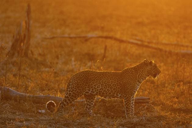 Leopard (Panthera pardus) Weibchen bei Sonnenuntergang Sambia Leopard (Panthera pardus) femal at sunset Zambia Copyright: imageBROKER HermannxBrehm ibxhbr15760445.jpg