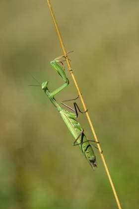Grüne Gottesanbeterin (Mantis religiosa) klettert vertikal auf Stängel, Bad Frankenhausen, Thüringen, Deutschland Green praying mantis (Mantis religiosa) climbing vertically on stems, Bad Frankenhausen, Thuringia, Germany Copyright: imageBROKER MarcusxSiebert ibxmcs15791052.jpg