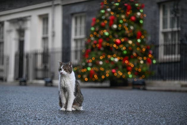 News Bilder des Tages A Christmas tree placed in the garden of the prime minister s residence in the UK LONDON, UNITED KINGDOM - DECEMBER 2: A view of Larry, Downing Street mascot cat and Christmas tree that has been placed in the garden of the prime minister’s office on Downing Street in London, the capital of the United Kingdom on December 2, 2025. Rasid Necati Aslim Anadolu London United Kingdom. Editorial use only. Please get in touch for any other usage.  Copyright: x2025xAnadoluxRasidxNecatixAslimx
