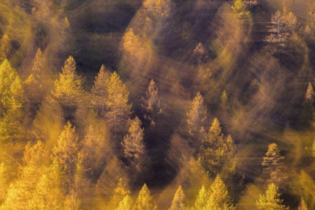 Wunderlicher Herbstwald mit Bewegungseffekt auf gelben Baumblättern, Italien Whimsical autumn forest with motion effect on yellow tree leaves, Italy Copyright: imageBROKER xLoredanaxDexSole ibxlld15775324.jpg