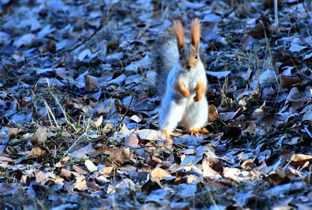 Squirrels in Kars in search of food KARS, TURKIYE - DECEMBER 03: A view of a red squirrel searches for food after snowfall at snow-covered forest area in the Sarikamis district of Kars, Turkiye on December 03, 2025. Huseyin Demirci Anadolu Kars Turkey. Editorial use only. Please get in touch for any other usage.  Copyright: x2025xAnadoluxHuseyinxDemircix