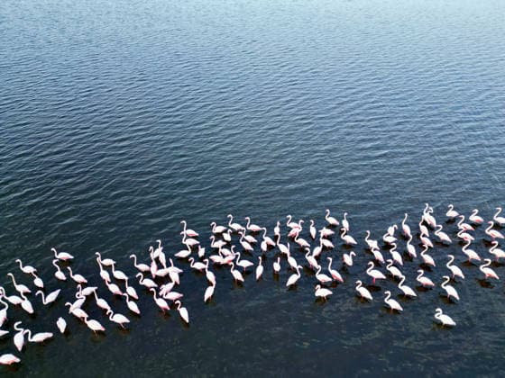 Egypt s Qarun Lake hosts migrating flamingos FAIYUM, EGYPT - DECEMBER 06: Flamingos migrating to warmer regions as the weather cools are seen in the Qarun Lake on December 06, 2025 in Faiyum, Egypt. The lake, which is one of the important stopping points for migratory birds, is hosting flamingos this year as it does every year. Fareed Kotb Anadolu Faiyum Egypt. Editorial use only. Please get in touch for any other usage.  Copyright: x2025xAnadoluxFareedxKotbx