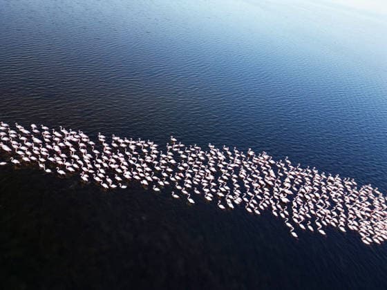 Egypt s Qarun Lake hosts migrating flamingos FAIYUM, EGYPT - DECEMBER 06: Flamingos migrating to warmer regions as the weather cools are seen in the Qarun Lake on December 06, 2025 in Faiyum, Egypt. The lake, which is one of the important stopping points for migratory birds, is hosting flamingos this year as it does every year. Fareed Kotb Anadolu Faiyum Egypt. Editorial use only. Please get in touch for any other usage.  Copyright: x2025xAnadoluxFareedxKotbx