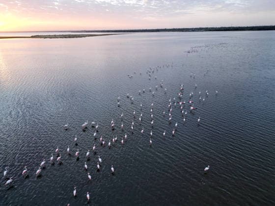 Egypt s Qarun Lake hosts migrating flamingos FAIYUM, EGYPT - DECEMBER 06: Flamingos migrating to warmer regions as the weather cools are seen in the Qarun Lake on December 06, 2025 in Faiyum, Egypt. The lake, which is one of the important stopping points for migratory birds, is hosting flamingos this year as it does every year. Fareed Kotb Anadolu Faiyum Egypt. Editorial use only. Please get in touch for any other usage.  Copyright: x2025xAnadoluxFareedxKotbx