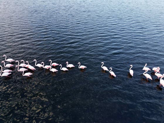 Egypt s Qarun Lake hosts migrating flamingos FAIYUM, EGYPT - DECEMBER 06: Flamingos migrating to warmer regions as the weather cools are seen in the Qarun Lake on December 06, 2025 in Faiyum, Egypt. The lake, which is one of the important stopping points for migratory birds, is hosting flamingos this year as it does every year. Fareed Kotb Anadolu Faiyum Egypt. Editorial use only. Please get in touch for any other usage.  Copyright: x2025xAnadoluxFareedxKotbx