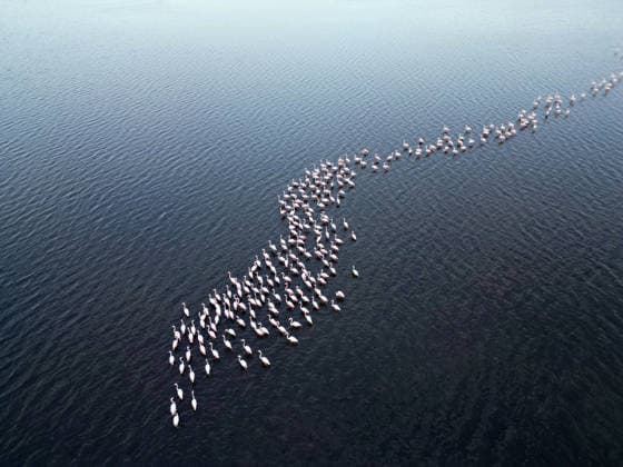 Egypt s Qarun Lake hosts migrating flamingos FAIYUM, EGYPT - DECEMBER 06: Flamingos migrating to warmer regions as the weather cools are seen in the Qarun Lake on December 06, 2025 in Faiyum, Egypt. The lake, which is one of the important stopping points for migratory birds, is hosting flamingos this year as it does every year. Fareed Kotb Anadolu Faiyum Egypt. Editorial use only. Please get in touch for any other usage.  Copyright: x2025xAnadoluxFareedxKotbx