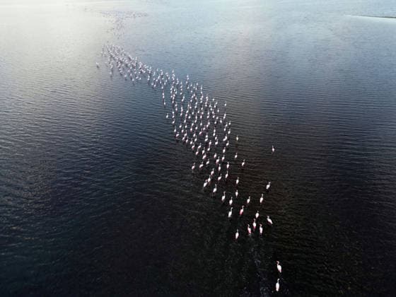 Egypt s Qarun Lake hosts migrating flamingos FAIYUM, EGYPT - DECEMBER 06: Flamingos migrating to warmer regions as the weather cools are seen in the Qarun Lake on December 06, 2025 in Faiyum, Egypt. The lake, which is one of the important stopping points for migratory birds, is hosting flamingos this year as it does every year. Fareed Kotb Anadolu Faiyum Egypt. Editorial use only. Please get in touch for any other usage.  Copyright: x2025xAnadoluxFareedxKotbx