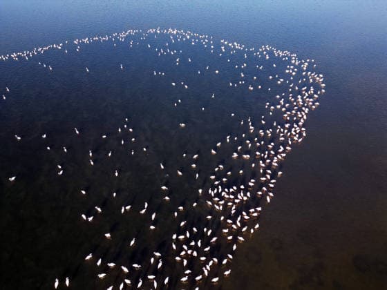 Egypt s Qarun Lake hosts migrating flamingos FAIYUM, EGYPT - DECEMBER 06: Flamingos migrating to warmer regions as the weather cools are seen in the Qarun Lake on December 06, 2025 in Faiyum, Egypt. The lake, which is one of the important stopping points for migratory birds, is hosting flamingos this year as it does every year. Fareed Kotb Anadolu Faiyum Egypt. Editorial use only. Please get in touch for any other usage.  Copyright: x2025xAnadoluxFareedxKotbx