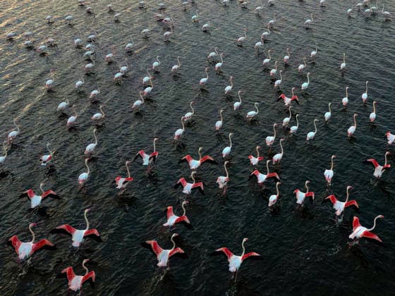 Entertainment Bilder des Tages Egypt s Qarun Lake hosts migrating flamingos FAIYUM, EGYPT - DECEMBER 06: Flamingos migrating to warmer regions as the weather cools are seen in the Qarun Lake on December 06, 2025 in Faiyum, Egypt. The lake, which is one of the important stopping points for migratory birds, is hosting flamingos this year as it does every year. Fareed Kotb Anadolu Faiyum Egypt. Editorial use only. Please get in touch for any other usage.  Copyright: x2025xAnadoluxFareedxKotbx