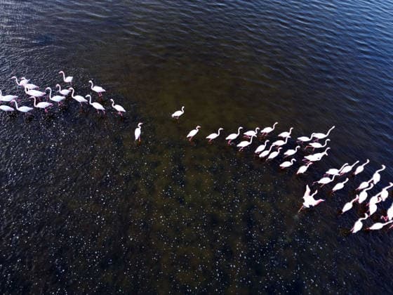 Egypt s Qarun Lake hosts migrating flamingos FAIYUM, EGYPT - DECEMBER 06: Flamingos migrating to warmer regions as the weather cools are seen in the Qarun Lake on December 06, 2025 in Faiyum, Egypt. The lake, which is one of the important stopping points for migratory birds, is hosting flamingos this year as it does every year. Fareed Kotb Anadolu Faiyum Egypt. Editorial use only. Please get in touch for any other usage.  Copyright: x2025xAnadoluxFareedxKotbx