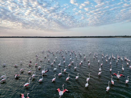 Egypt s Qarun Lake hosts migrating flamingos FAIYUM, EGYPT - DECEMBER 06: Flamingos migrating to warmer regions as the weather cools are seen in the Qarun Lake on December 06, 2025 in Faiyum, Egypt. The lake, which is one of the important stopping points for migratory birds, is hosting flamingos this year as it does every year. Fareed Kotb Anadolu Faiyum Egypt. Editorial use only. Please get in touch for any other usage.  Copyright: x2025xAnadoluxFareedxKotbx